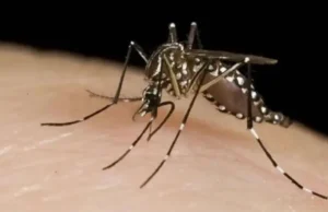 Presentaron una encuesta para estimar cuanta gente se contagió dengue en CABA Mosquito transmisor del dengue.