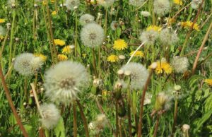 Según la OMS la mitad de la población mundial sufrirá de alguna alergia hacia el año 2050 Las formas de alergia afectan la vida cotidiana de los pacientes.