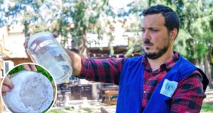 INVESTIGACION. Los mosquitos fueron esterilizados con radiación ionizante. | GZA CNEA