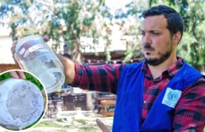 Ensayo científico: para combatir el dengue liberan mosquitos irradiados INVESTIGACION. Los mosquitos fueron esterilizados con radiación ionizante. | GZA CNEA