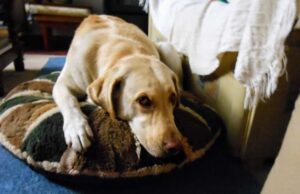 Cómo cuidar a las mascotas durante los festejos de fin de año SUSTO. Las mascotas se estresan con los ruidos explosivos.