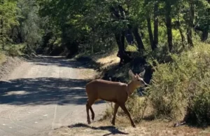 Apareció un huemul en el Parque Nacional Lanín por primera vez en casi 30 años Al fin una buena noticia ambiental desde la Patagonia. | GZA: Parques Nacionales