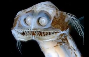 Un streaming técnico del Conicet ganó el rating de la semana Esta campaña se centró en la exploración del cañón submarino “Mar del Plata”.