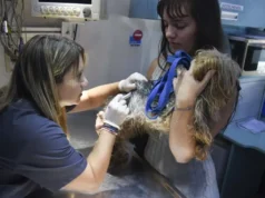 Aunque aumentan las mordeduras de perros, la rabia permanece controlada Entre 2019 y 2024 en Argentina se confirmaron 927 casos de rabia animal. | Gza: Entrevistados