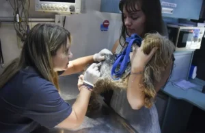 Aunque aumentan las mordeduras de perros, la rabia permanece controlada Entre 2019 y 2024 en Argentina se confirmaron 927 casos de rabia animal. | Gza: Entrevistados