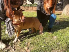 En el hospital veterinario de la UBA aplican acupuntura, moxibustión y otras terapias complementarias para atender a las mascotas SUMA. Las terapias complementarias no sustituyen a la medicina veterinaria convencional. | Gza: Entrevistados