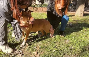 En el hospital veterinario de la UBA aplican acupuntura, moxibustión y otras terapias complementarias para atender a las mascotas SUMA. Las terapias complementarias no sustituyen a la medicina veterinaria convencional. | Gza: Entrevistados