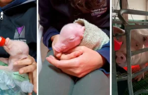 América latina ya tiene su primer cerdo clonado y diseñado para poder donar órganos a humanos CERDOS CLONADOS y GENETICAMENTE MODIFICADOS. En el mundo, sólo EE.UU. y China habían logrado estos resultados.. | GZA: UBA / UNSAM